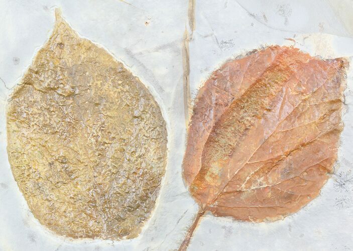 Two Paleocene Fossil Leaves (Beringiaphyllum & Davidia) - Montana #55141
